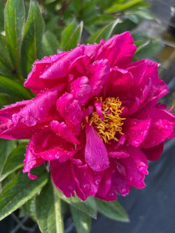 Paeonia 'Karl Rosenfield' 4L
