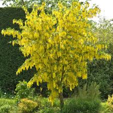 Laburnum wat. 'Vossii' 12L - Image 1