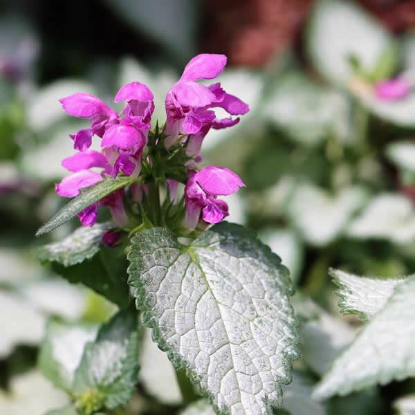 Lamium 'Pink Chablis', 2L