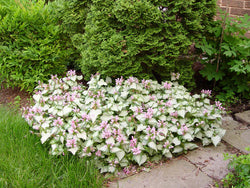 Lamium 'Pink Chablis', 2L