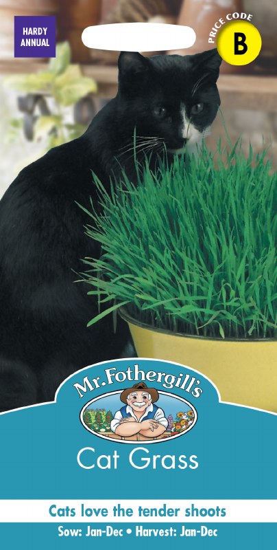 Cat Grass Avena Sativa