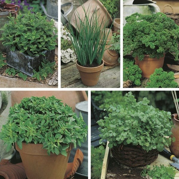 Mat Herb Collection