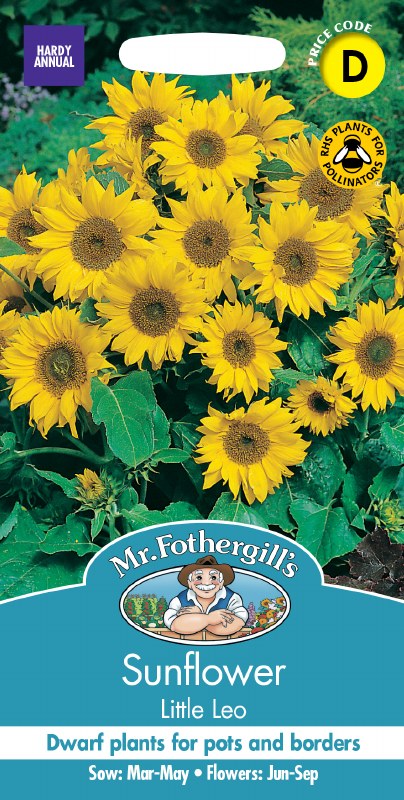 Bright yellow Sunflower Little Leo blooms with green leaves, shown as compact, multi-flowering plants.