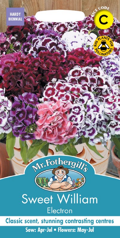 Cluster of Sweet William Electron flowers in shades of purple, pink, and white with contrasting centers in a pot