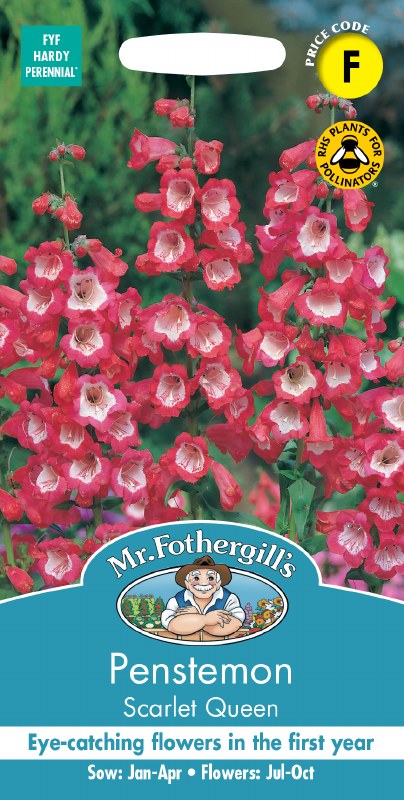 Bright scarlet Penstemon Scarlet Queen flowers with white throats on tall green stems against a blurred background.