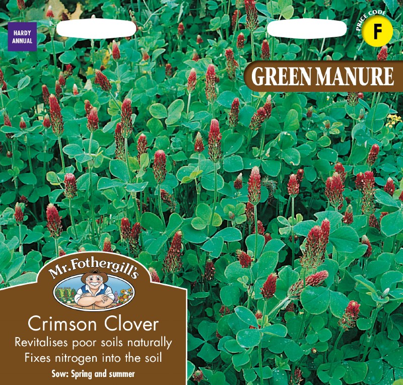Green Manure Crimson Clover with green leaves and dense clusters of small crimson flowers on tall stems.