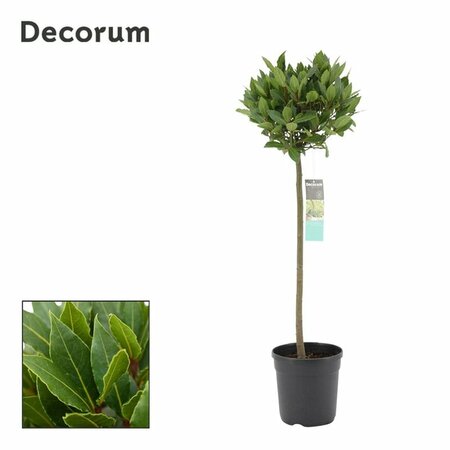 Laurus Nobilis P20/120 total/30 head - Image 1