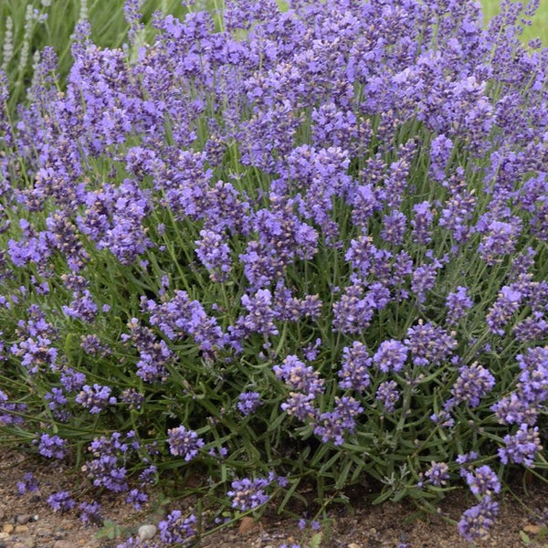 Lavundula an. Essence Purple  2l (Lavender)