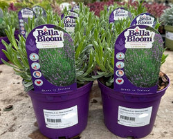 LAVANDULA an. Vera (Lavender) 2 Litre