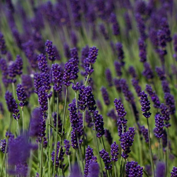 Lavundula an. Hidcote  2l (Lavender)
