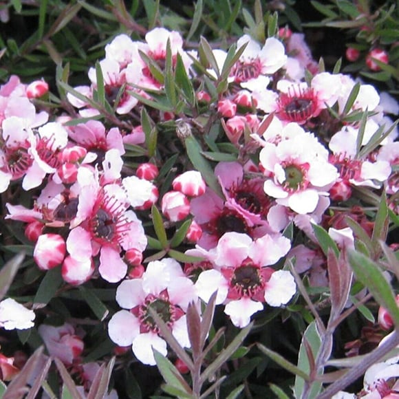 Leptospermum scop. 'Martinii' 2L