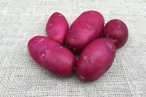 Second Earliers Lily Rose 2kg Potatoes, red skin and flesh, early planting, waxy texture, ideal for boiling and chipping –