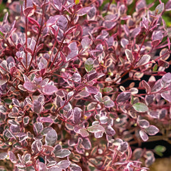 Lophomyrtus X Ralphii 'Red Dragon' 2L