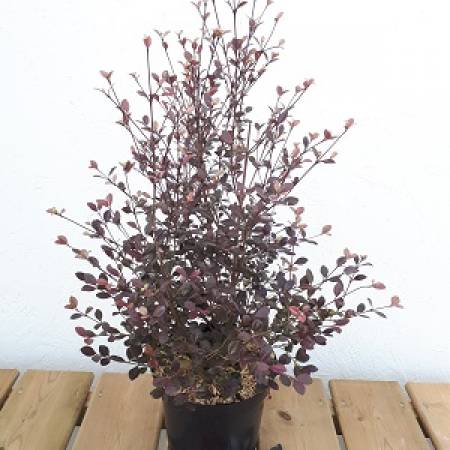 Lophomyrtus X Ralphii 'Red Dragon' 2L