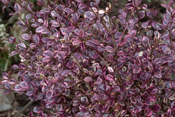 Lophomyrtus X Ralphii 'Red Dragon' 2L