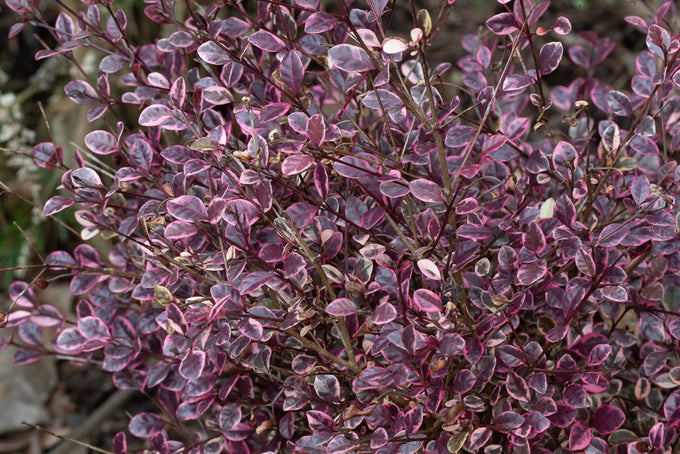 Lophomyrtus X Ralphii 'Red Dragon' 2L - Image 3
