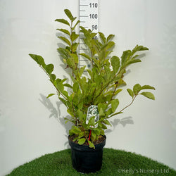 Magnolia loebneri 'Merrill' 10L 60-80cm