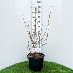 Magnolia loebneri 'Merrill' 10L 60-80cm