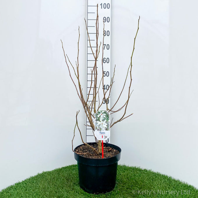 Magnolia loebneri 'Merrill' 10L 60-80cm - Image 3