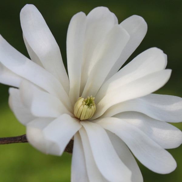 Magnolia loebneri 'Merrill' 10L 60-80cm