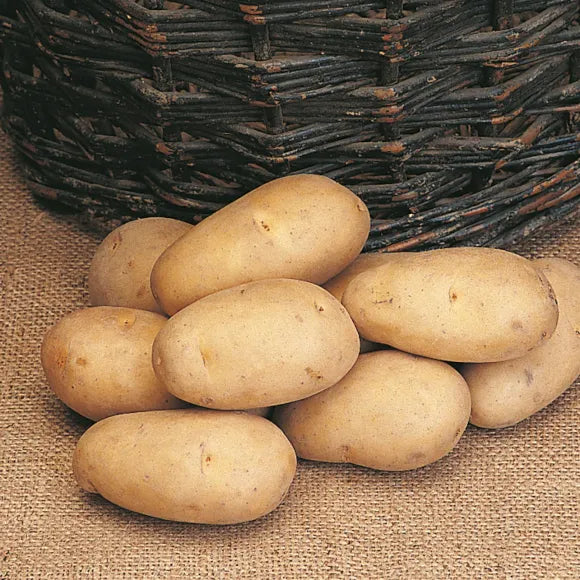 Maris Peer Seed Potato - disease-resistant, high-yield, great flavor, easy harvest, from Keans Claremorris