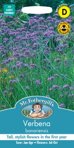 Tall, slender stems of Verbena bonariensis with clusters of small purple flowers against green foliage.