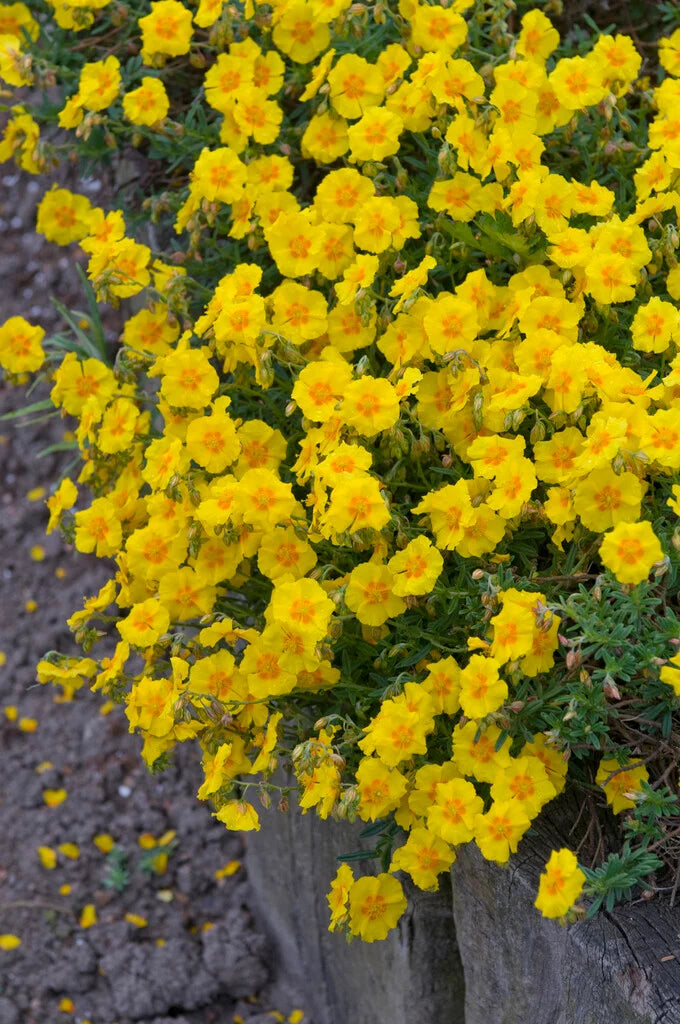 Helianthemum Ben Fhada 9CM - Image 2