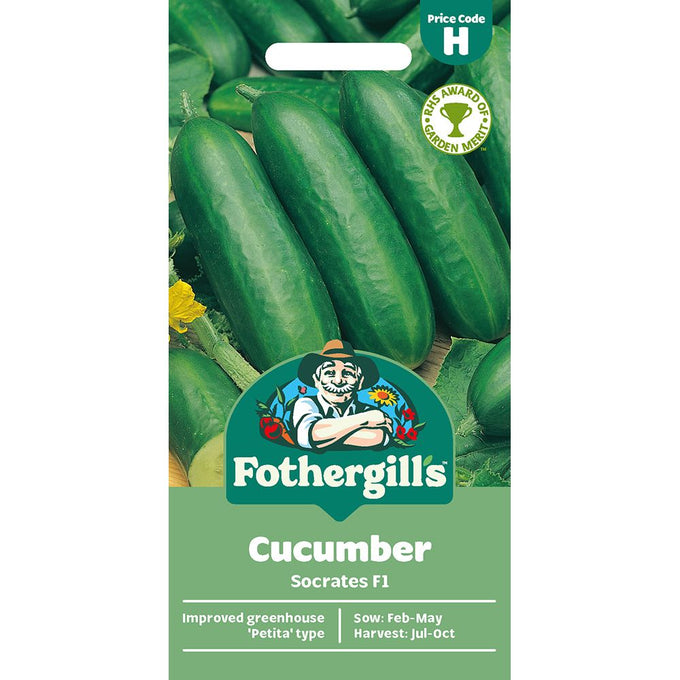 Cucumber Socrates F1 - Image 1