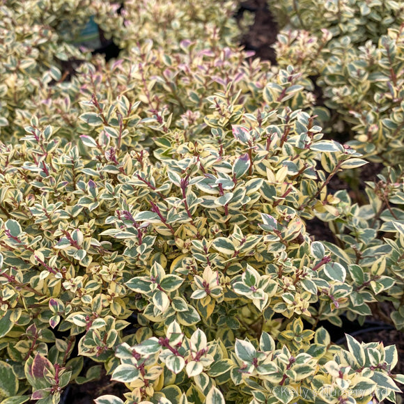 Myrtus luma 'Glanleam Gold' 2L - Image 2