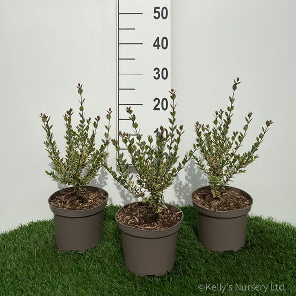 Myrtus luma 'Glanleam Gold' 2L