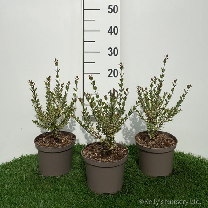Myrtus luma 'Glanleam Gold' 2L - Image 1