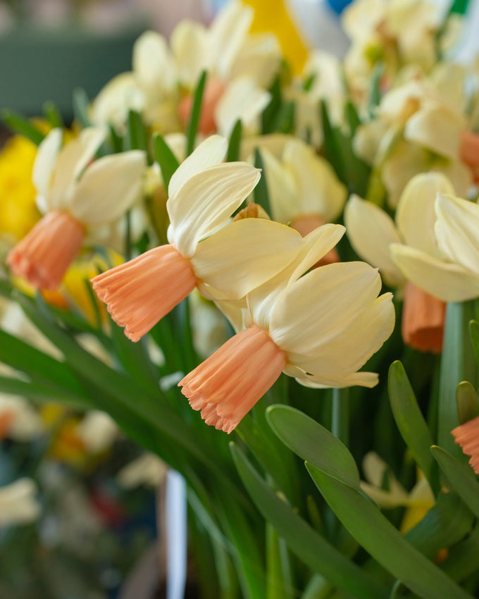 Narcissus ‘Carice’ Pack x 10 Bulbs - Image 2