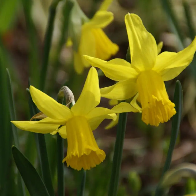 Narcissus ‘February Gold’ Bulbs - Image 2