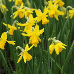 Narcissus ‘February Gold’ Bulbs