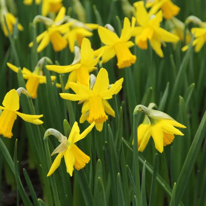 Narcissus ‘February Gold’ Bulbs - Image 3
