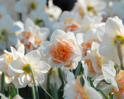 Narcissus ‘Replete’ 12-14