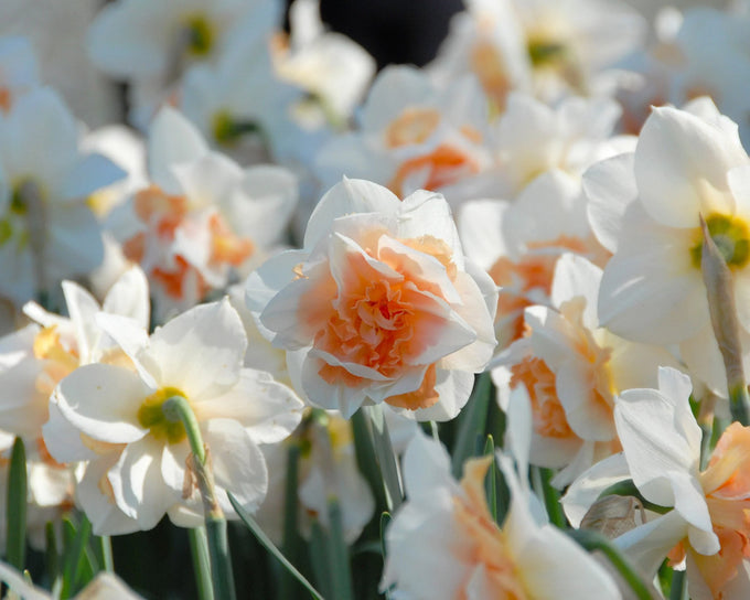 Narcissus ‘Replete’ 12-14 - Image 2