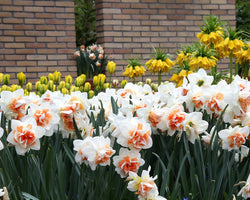 Narcissus ‘Replete’ XL Pack x10 Bulbs