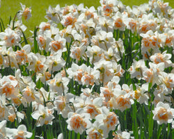 Narcissus ‘Replete’ 12-14