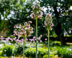 Allium siculum (syn. Nectaroscordum) 3L