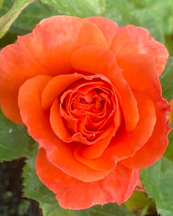 Rosa Newsflash 4.5L - Image 1