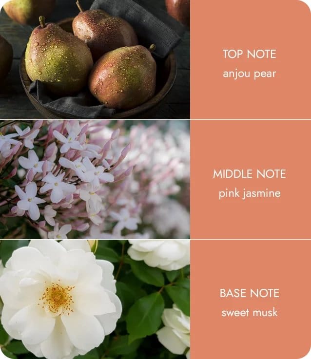 Fragrance wax melt notes showing anjou pears, pink jasmine flowers, and white musk flowers.