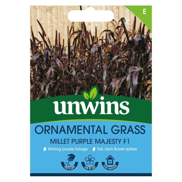 Unwins Ornamental Grass Millet Purple Majesty F1 - Image 1