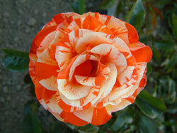 Rosa Oranges & Lemons 4.5L Floribunda