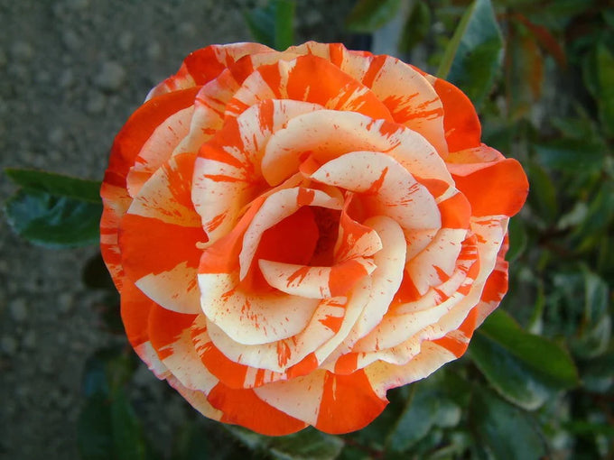 Rosa Oranges & Lemons 4.5L Floribunda - Image 2