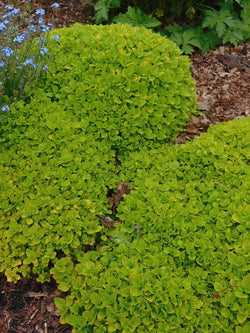 Oregano vulg. 'Thumbles Var.' 9cm 06-HERBS