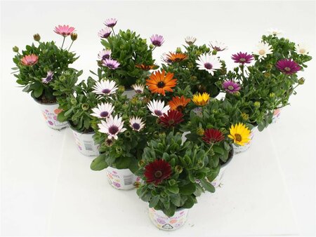 Osteospermum Mix Shelve P10.5 25cm - Image 2