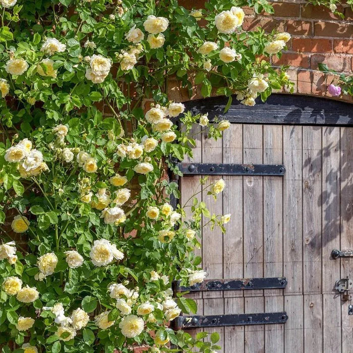 Rosa 'The Pilgrim' 6L David Austin Climbing Rose plant, fragrant pink blooms, available at Keans Claremorris.