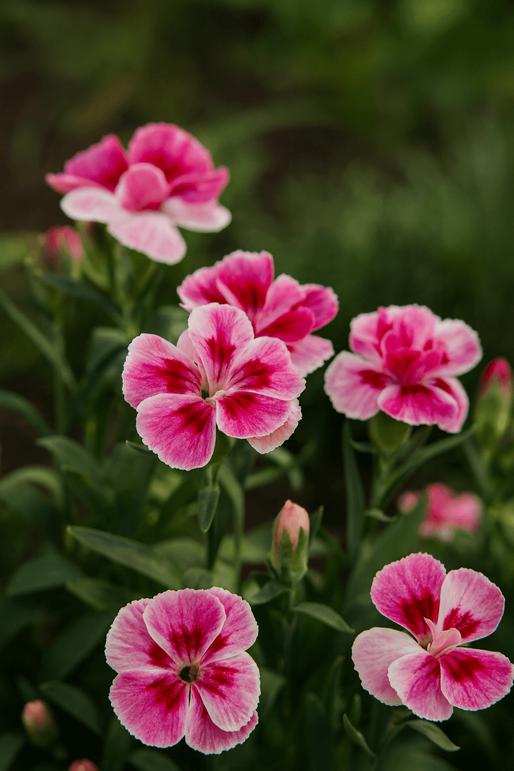 Dianthus ‘Pink & Proud’ perennial with bright pink petals and darker pink centers among green foliage