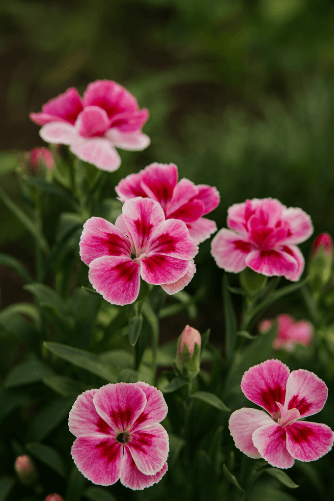 Dianthus ‘Pink & Proud’ – Fragrant Pink Garden Perennial P10.5 3f€10 - Image 3